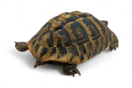 Testudo hermanni boettgeri, 15-18 cm