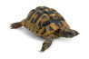 Testudo hermanni boettgeri, 15-18 cm