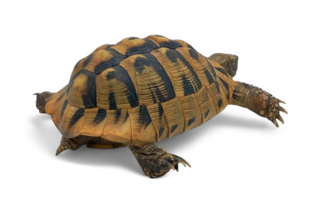 Testudo hermanni boettgeri, 15-18 cm