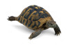 Testudo hermanni boettgeri, 15-18 cm