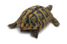 Testudo hermanni boettgeri, 15-18 cm
