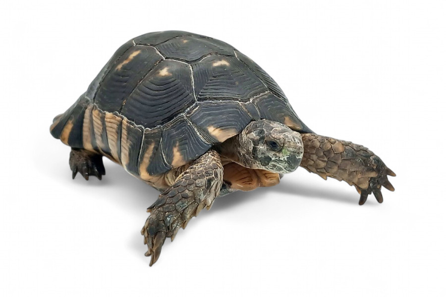 Testudo marginata, mâle adulte