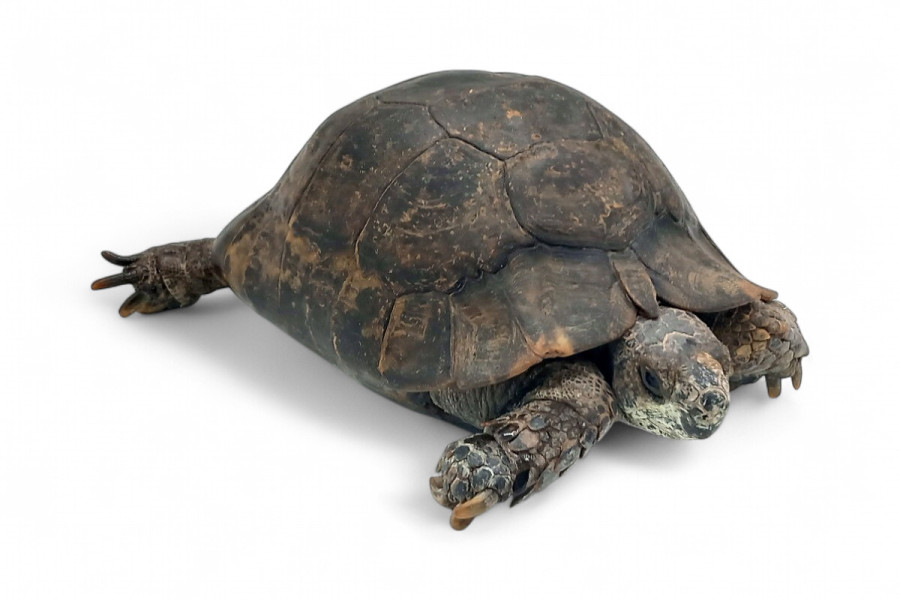 Testudo graeca ibera, mâle adulte