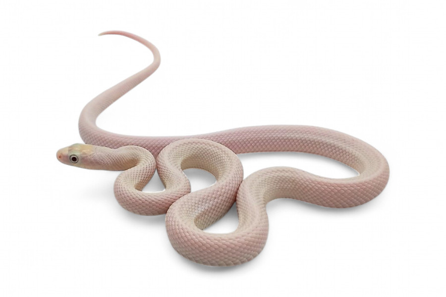 Pantherophis (Elaphe) obsoletus lindheimeri, leucistique