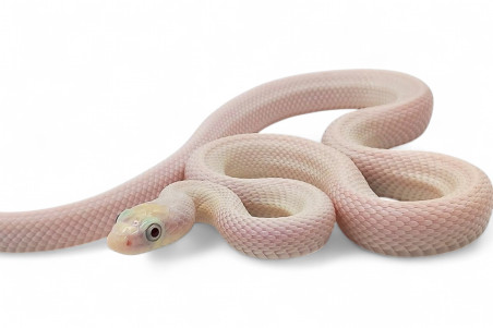 Pantherophis (Elaphe) obsoletus lindheimeri, leucistique