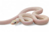 Pantherophis (Elaphe) obsoletus lindheimeri, leucistique
