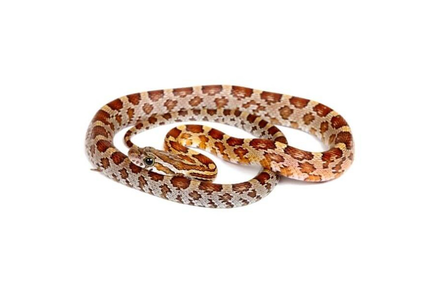 Pantherophis guttatus, caramel, femelle subadulte Pantherophis guttatus, caramel, femelle subadulte