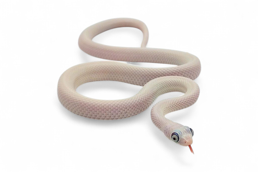 Pantherophis (Elaphe) obsoletus lindheimeri, leucistique, "Bug eyes"