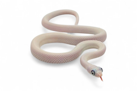 Pantherophis (Elaphe) obsoletus lindheimeri, leucistique, "Bug eyes"
