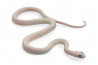 Pantherophis (Elaphe) obsoletus lindheimeri, leucistique, "Bug eyes"