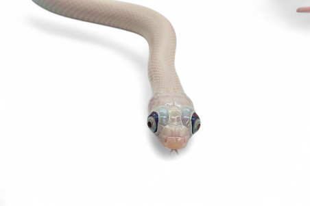 Pantherophis (Elaphe) obsoletus lindheimeri, leucistique, "Bug eyes"