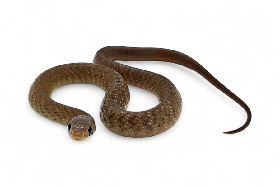 Drymarchon melanurus unicolor, N.C