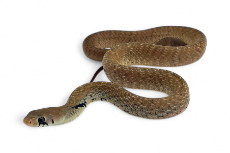 Drymarchon melanurus unicolor, N.C