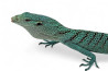 Varanus prasinus, "Merauke", juvénile