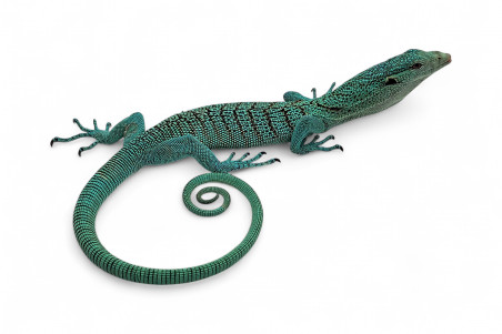 Varanus prasinus, "Merauke", juvénile