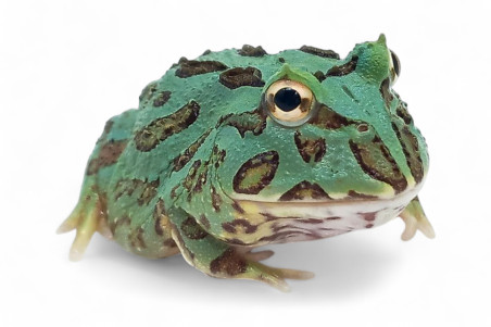 Ceratophrys cranwelli, peppermint