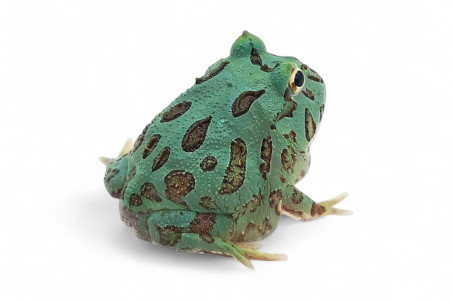 Ceratophrys cranwelli, peppermint