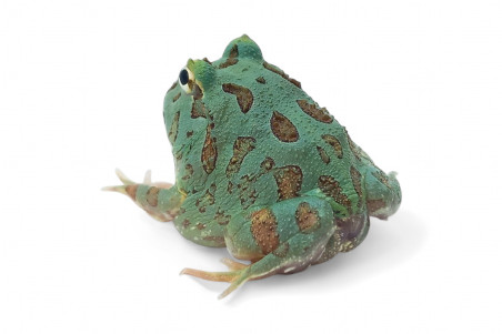 Ceratophrys cranwelli, peppermint