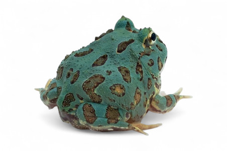 Ceratophrys cranwelli, peppermint