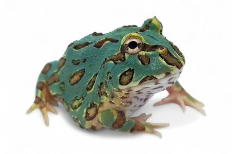 Ceratophrys cranwelli, peppermint