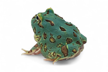 Ceratophrys cranwelli, peppermint