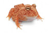 Ceratophrys cranwelli, strawberry