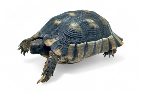 Testudo marginata, femelle adulte