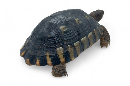 Testudo marginata, femelle adulte