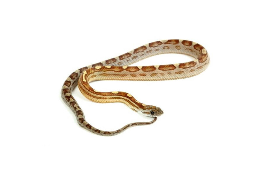 Pantherophis guttatus, caramel motley