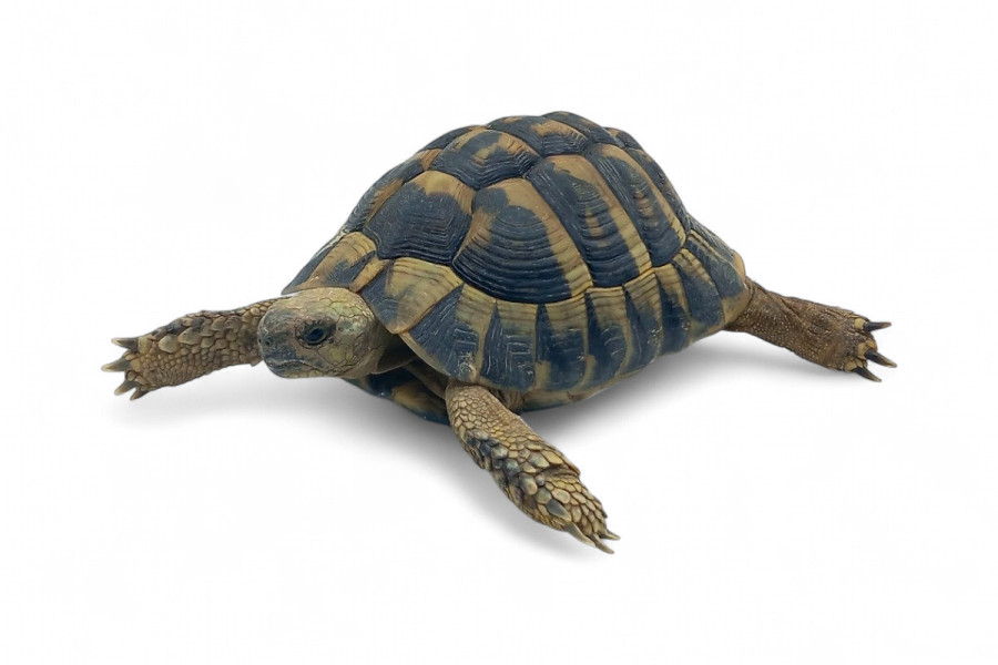 Testudo hermanni boettgeri, 12 à 14 cm