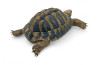 Testudo hermanni boettgeri, 12 à 14 cm