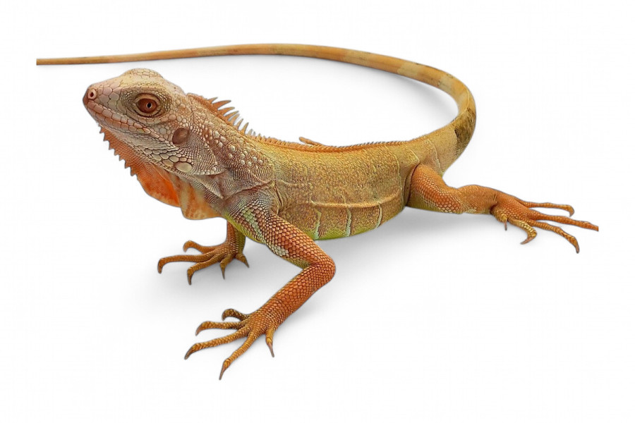 Iguana iguana, albinos T-