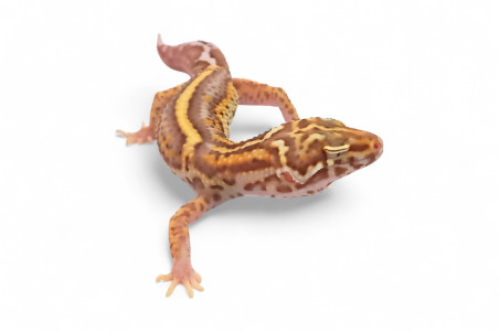 Eublepharis macularius, stripe bell albinos, adulte