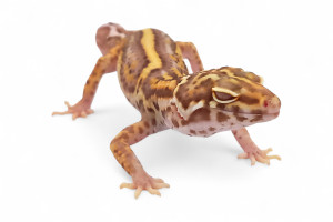 Eublepharis macularius,...