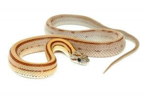 Pantherophis guttatus, caramel stripe