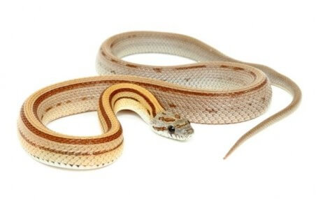 Pantherophis guttatus, caramel stripe