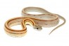 Pantherophis guttatus, caramel stripe