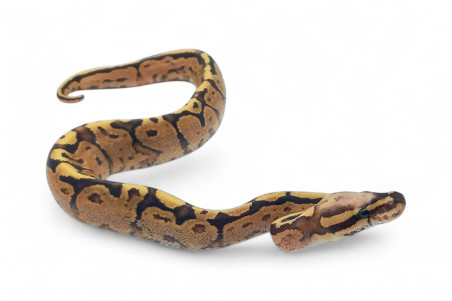 Python regius, vanilla