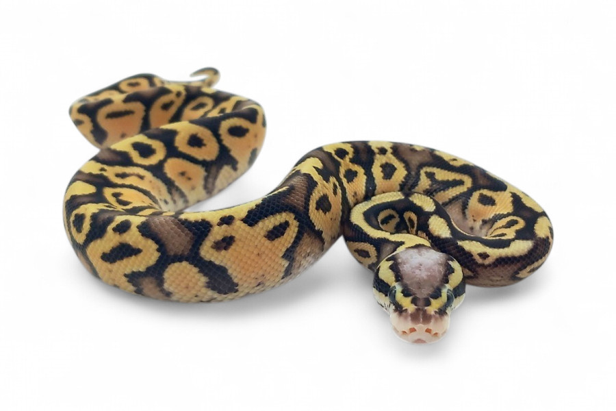 Python regius, pastel vanilla
