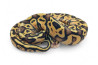 Python regius, pastel vanilla