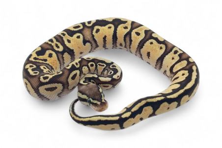 Python regius, firefly