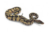 Python regius, firefly