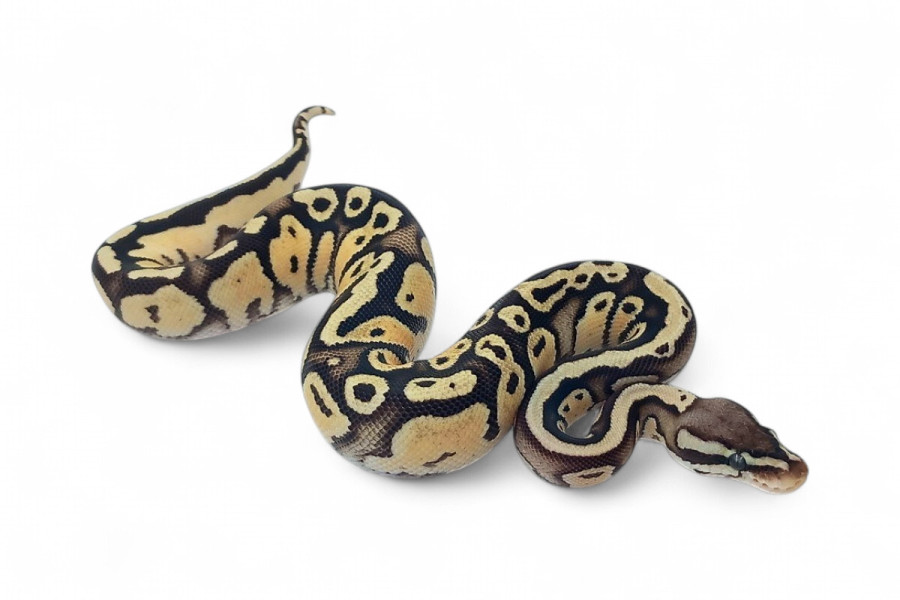 Python regius, firefly