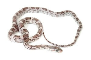 Pantherophis guttatus, charcoal