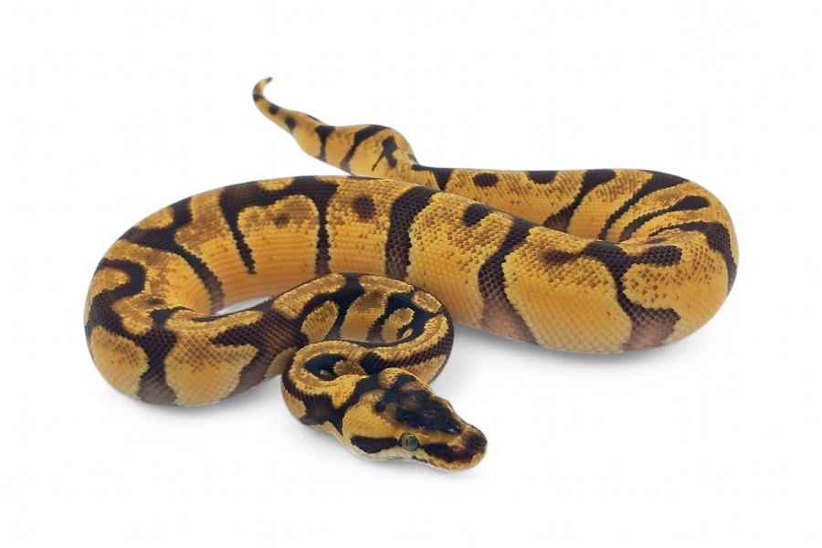 Python regius, super pastel