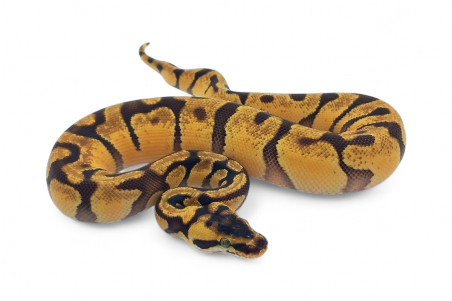 Python regius, super pastel