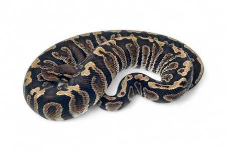 Python regius, GHI