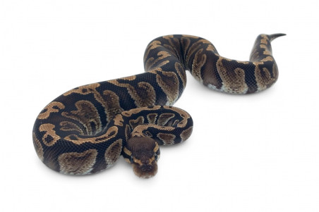 Python regius, GHI