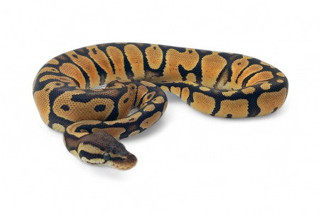 Python regius, pastel 