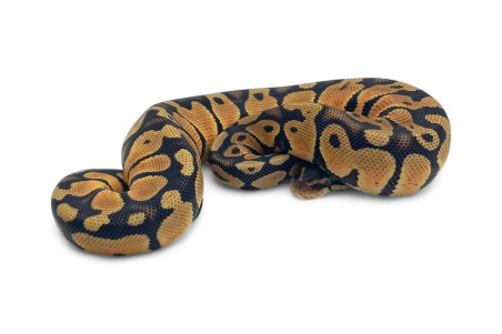 Python regius, pastel 